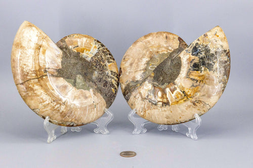 Ammonite Fossil Matched Pair Halves Root Chakra Stone
