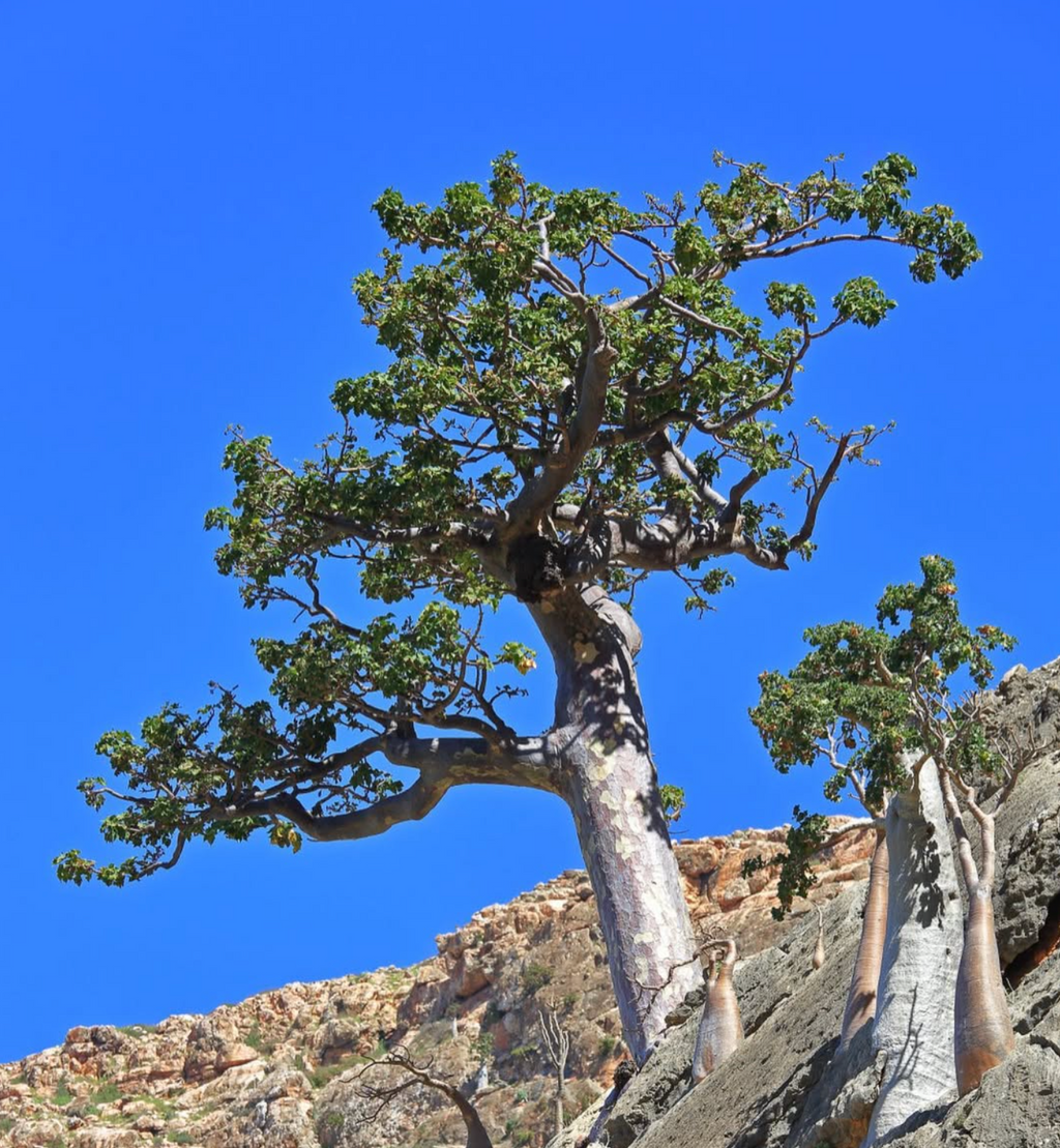 Frankincense #1 - Meditative Essence