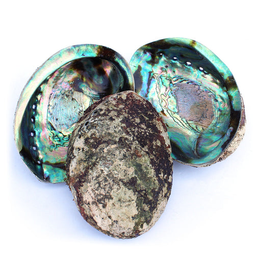 Abalone Shell | Iridescent